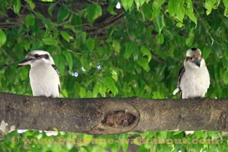 Kookaburra bird, paired for life