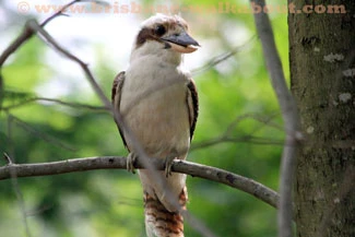 Kookaburra Bird, dry-land kingfisher