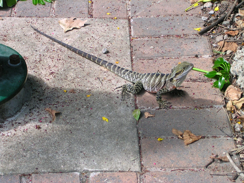 Brisbane Wildlife, eastern water dragon Brisbane Wildlife, eastern water dragon