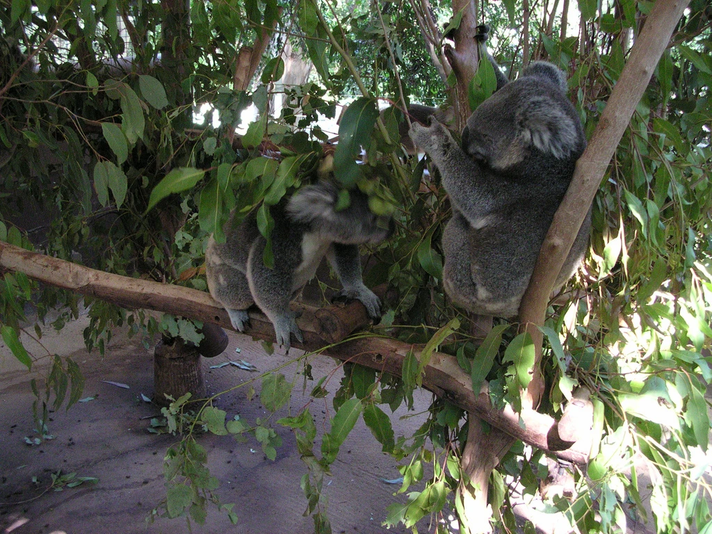 Lone Pine Koala Sanctuary, sleepy koalas