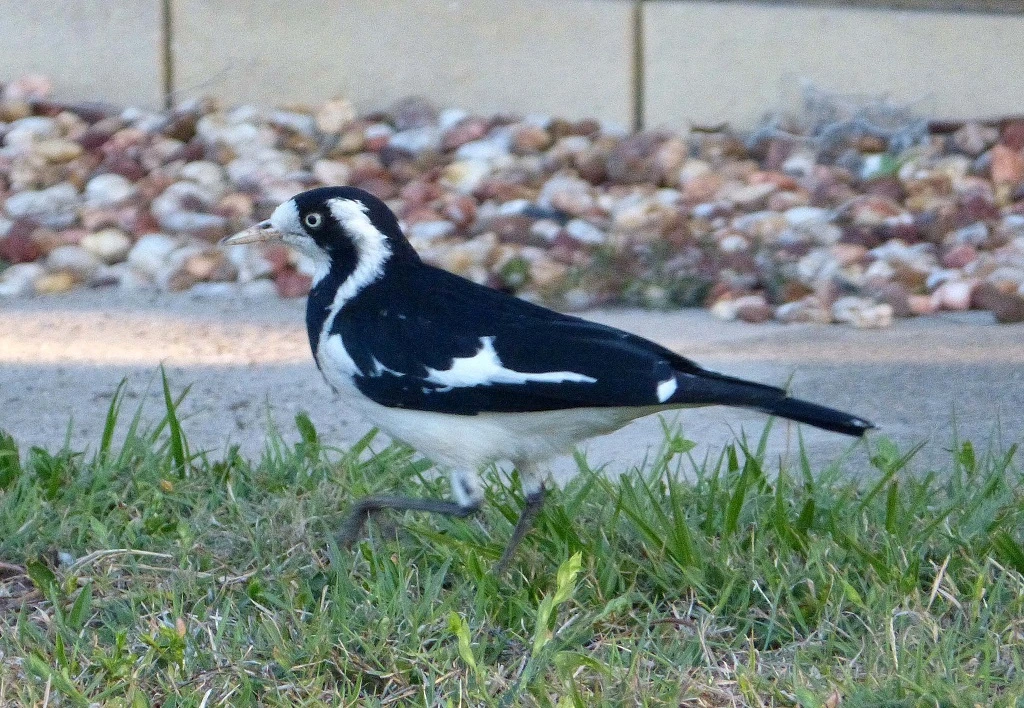 Brisbane Birds, magpie