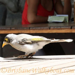 Noisy miner at Lone Pine Restaurant