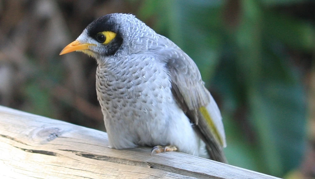The noisy miner, a common Brisbane bird