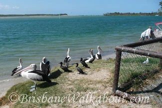 Noosa River pelicans waiting for a feed