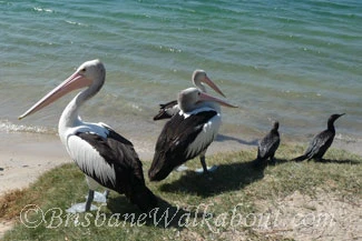Noosa River Pelicans