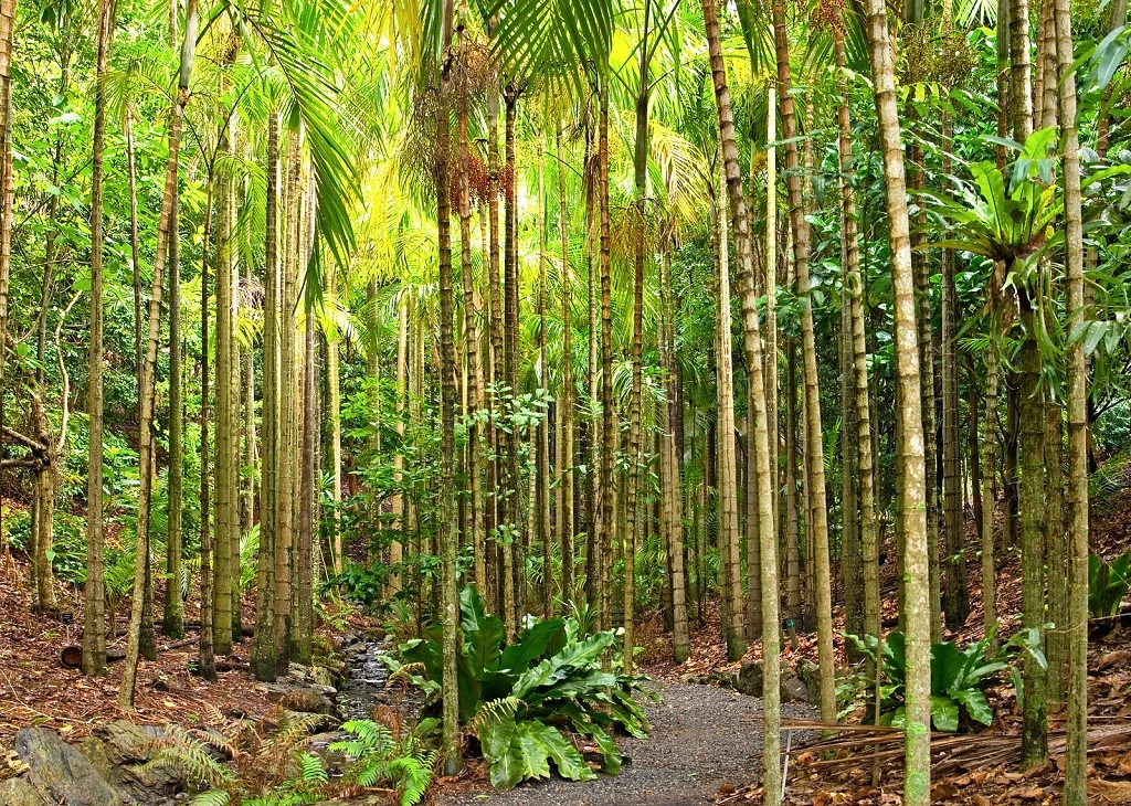 Brisbane Botanic Gardens, shaded path