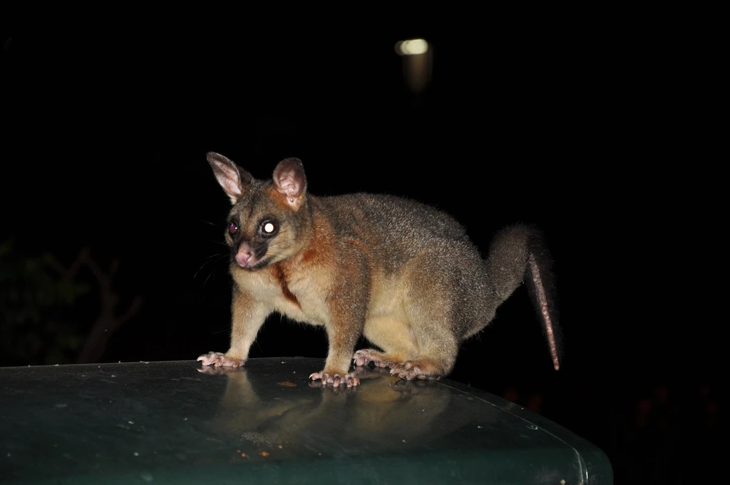 Brisbane Wildlife, possum Brisbane Wildlife, possum