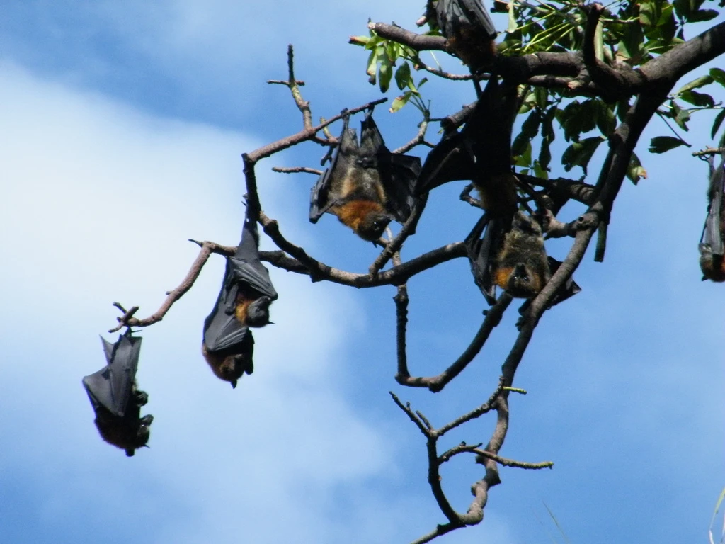 Fruit Bat Photos, bat stretching its wings