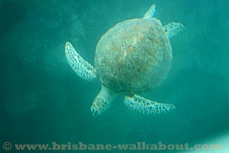 Seaworld Gold Coast se turtle