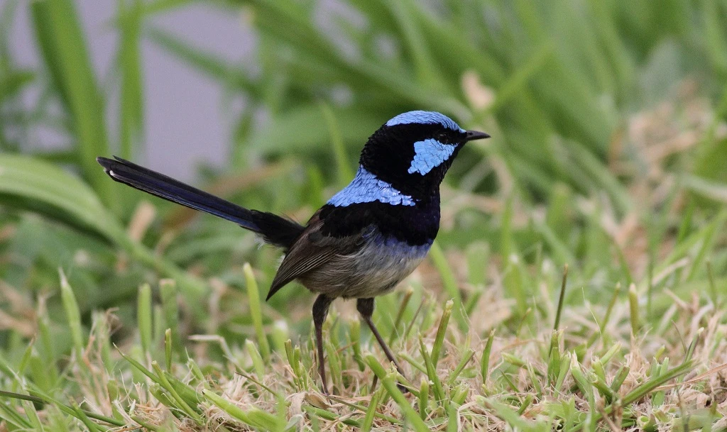 Birds Australia, superb fairy wren Birds Australia, superb fairy wren