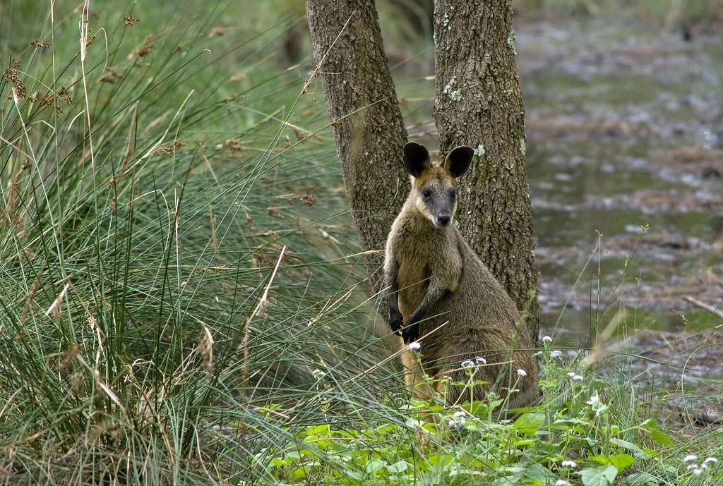 Kangaroo Pictures, wallaby