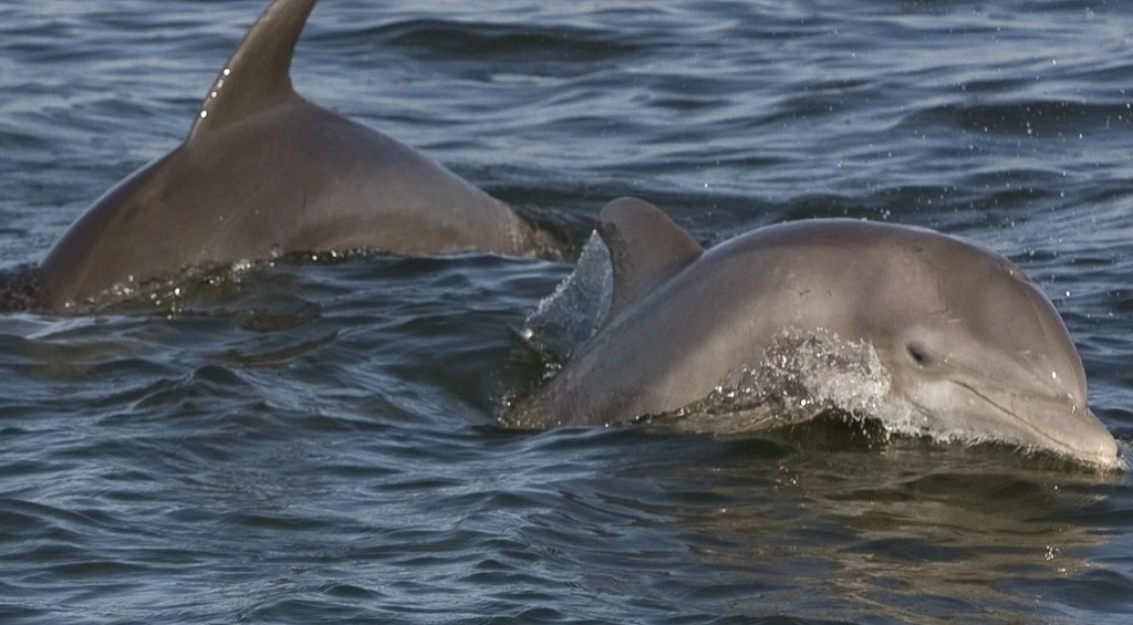 Queensland Wildlife, dolphins cruising offshore