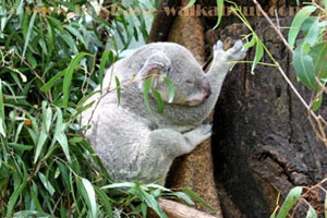 Sleeping koala at Lone Pine Koala Sanctuary in Brisbane