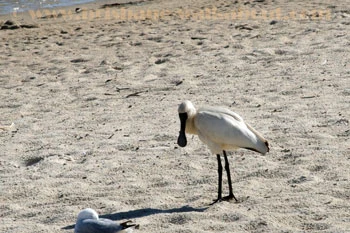 Queensland Wildlife, spoonbill
