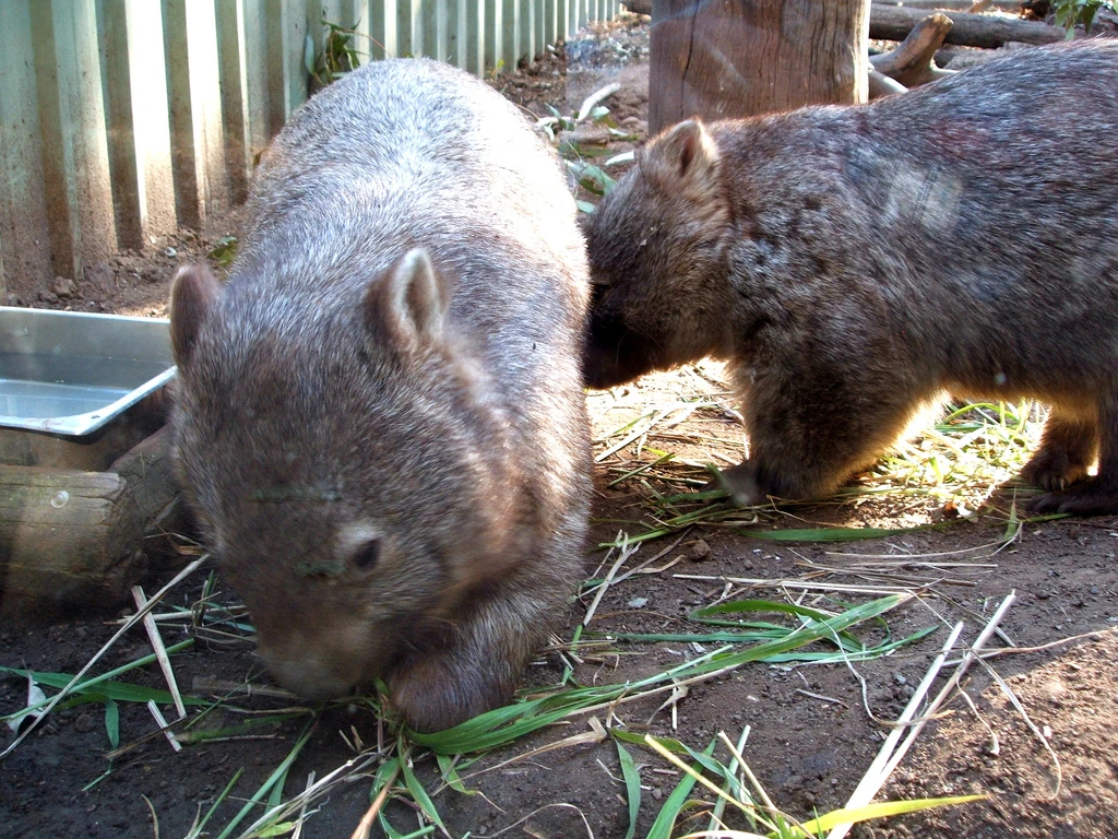 Wombat at theLone Pine Koala Sanctuary